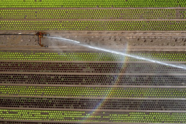 A field is artificially irrigated, water is sprayed onto the field via an irrigation system, field