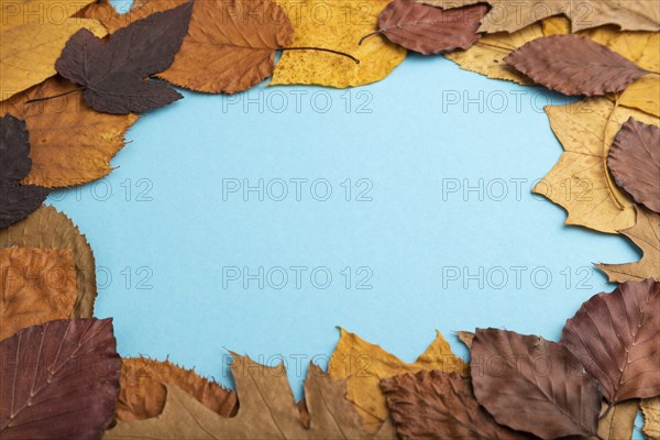 Composition with yellow and brown autumn leaves on blue pastel background. side view, still life,