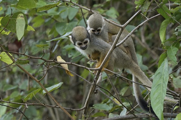 Golden-backed squirrel monkey, Saimiri ustus, carrying a juvenile on the back, Amazon basin,