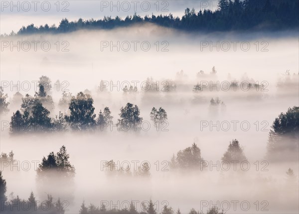 Fog and forest at the Rothenthurm high moor, Canton Schwyz, Switzerland, Europe