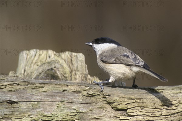 Willow tit (Poecile montanus, Parus montanus) perched on wooden fence