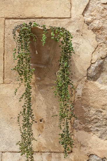 Senecio rowleyanus, also known as pea plant as wall decoration, Majorca, Balearic Islands, Spain,