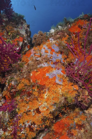 Yellow cluster anemone (Parazoanthus axinellae) and orange upholstery sponge (Reniera fulva) in the