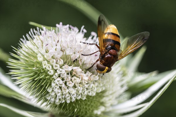 Hornet mimic hoverfly (Volucella zonaria) on teasel (Dipsacus sylvestris), Emsland, Lower Saxony,