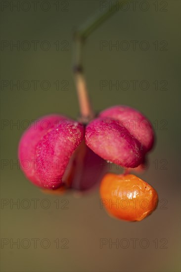 European spindle bush (Euonymus europaeus), seeds on fruit capsule, Emsland, Lower Saxony, Germany,