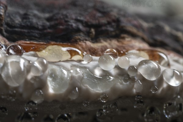 Beeswax Bracket (Ganoderma pfeifferi) with guttation drops, Emsland, Lower Saxony, Germany, Europe