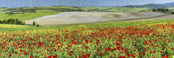 Landscape around San Quirico dOrcia, Val d'Orcia, Orcia Valley, UNESCO World Heritage Site,