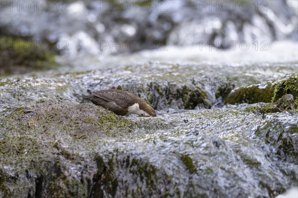 White-throated Dipper (Cinclus cinclus), foraging in a torrent by diving underwater,