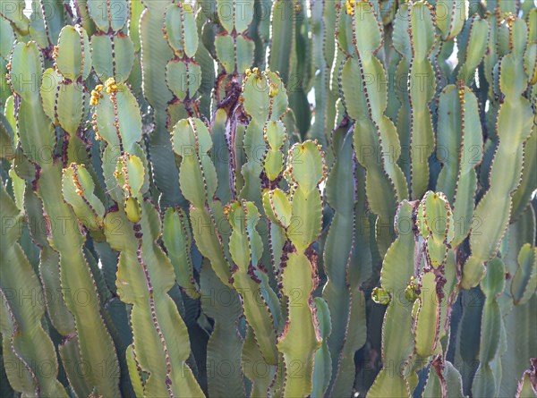 Canary Island spurge or Canary Island spurge (Euphorbia canariensis), dense field of succulents