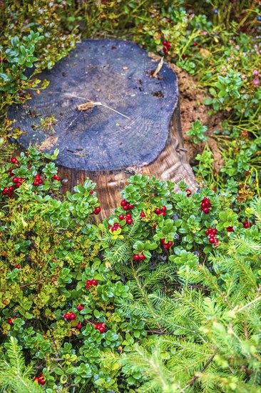 Tree stump on ground with ripe red lingonberry (Vaccinium vitis-idaea) in a forest