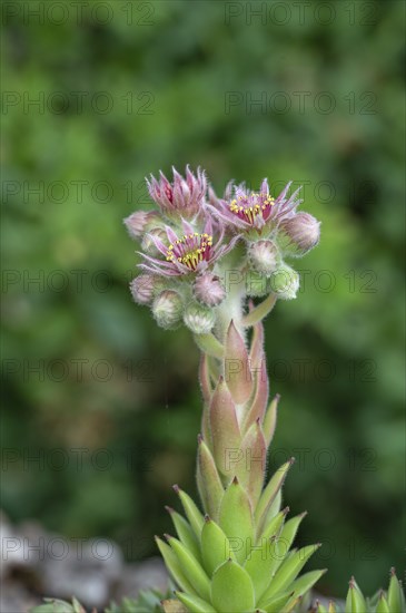 Common houseleek (Sempervivum tectorum), Bavaria, Germany, Europe