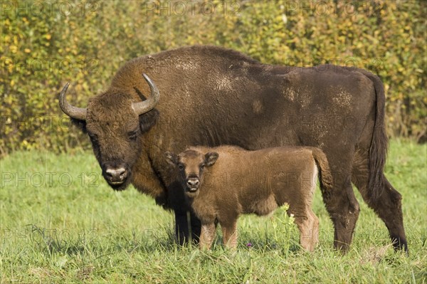 Bison, bison, group, (Bison bosanus), cow with young animal