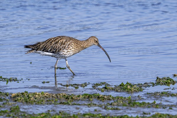 Eurasian curlew, common curlew (Numenius arquata) foraging in shallow water by probing soft mud for