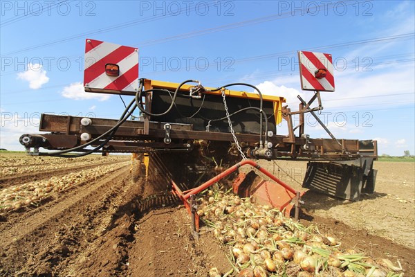 Farmer Markus Frank from Frankenthal during the agricultural onion harvest (onion harvesting)