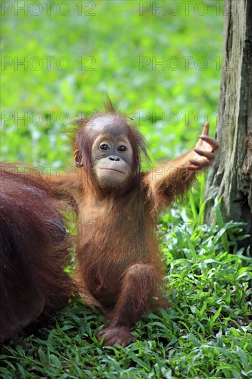 Bornean orangutan (Pongo pygmaeus), young animal, Borneo
