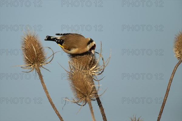 European goldfinch (Carduelis carduelis) adult bird feeding on a Teasel (Dipsacus fullonum)