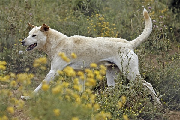 Dingo (Canis lupus dingo), Antequera, Andalusia, Spain, Captive, Europe