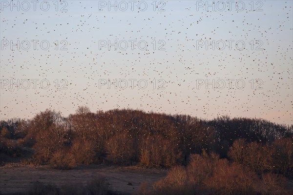 Bramblings fly around in huge flocks. At the former military training area in Münsingen