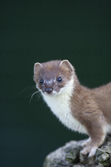 European stoat (Mustela erminea) adult animal portrait, United Kingdom, Europe