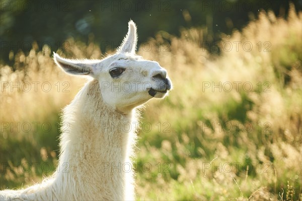 Llama (Lama glama) on a meadow, portrait, Tirol, Kitzbühel, Wildpark Aurach, Austria, Europe