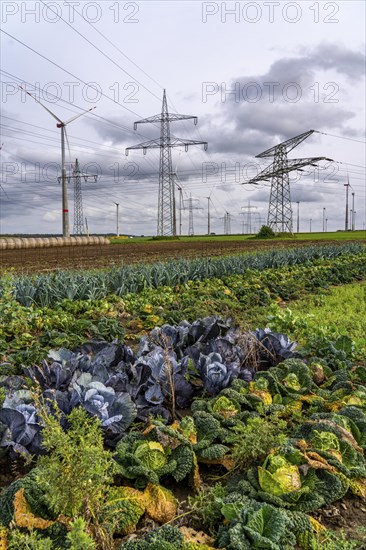 Wind farm, power line, high-voltage pylons, agriculture, fields, fields, east of Bad Wünnenberg,