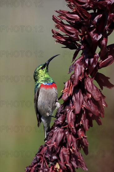 Cape Sunbird (Cinnyris chalybeus), adult, foraging, on giant honey flower (Melianthus major),