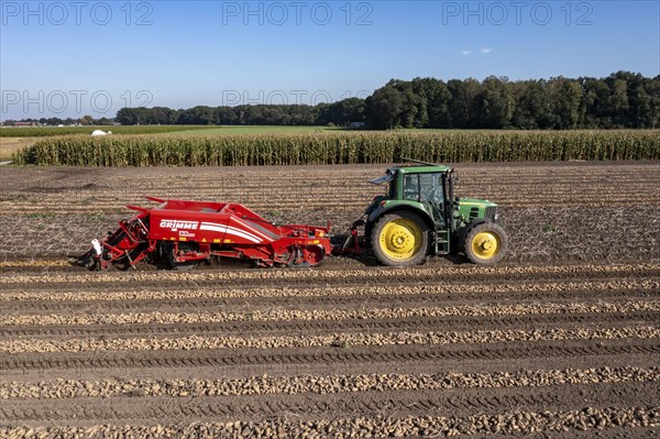 Potato harvest, so-called split harvesting method, first the tubers are taken out of the ground