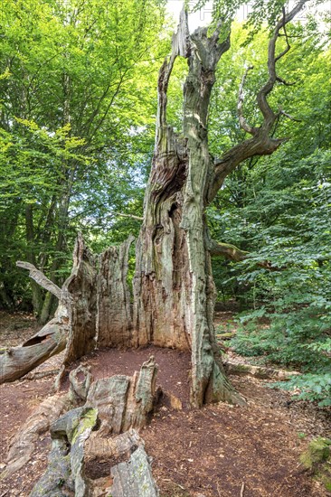 The Sababurg primeval forest, or primeval forest in the Reinhardswald, is a 95-hectare biotope