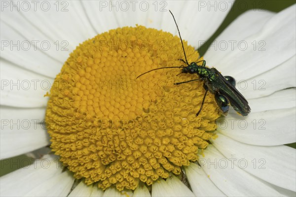 Thick-legged flower beetle (Oedemera nobilis) adult insect on a white Oxeye daisy flower, Suffolk,