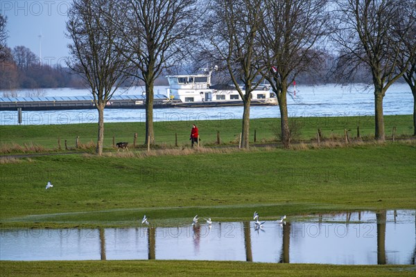 Flood on the Rhine, Flooded banks of the Rhine, Rhine meadows near the village of Grieht, Kalkar,