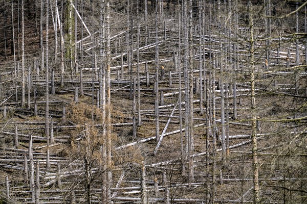 Dead spruce trees, broken by wind, lying in disarray, forest dieback in the Arnsberg Forest nature