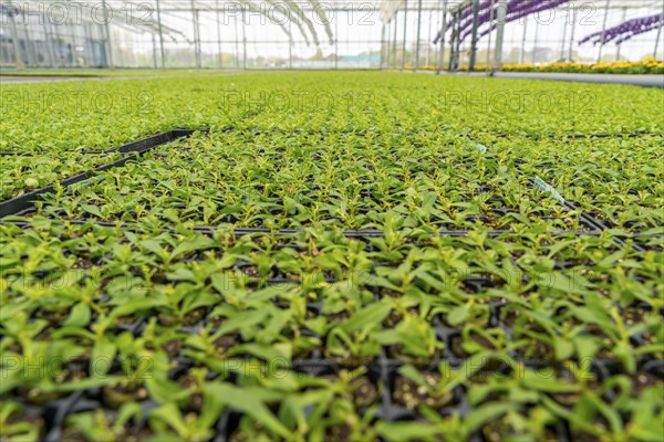 Horticultural business, greenhouse, flower pots, young plants, cape daisies, osteospermum, growing