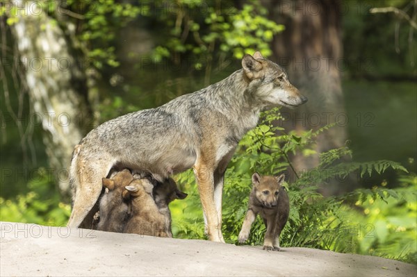 A mother wolf guards her pups in a green forest, European grey gray wolf (Canis lupus) pups,