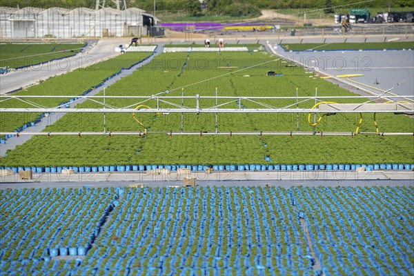 Nursery, plant cultivation, ornamental plants grow in flower pots, outdoors, irrigation system,