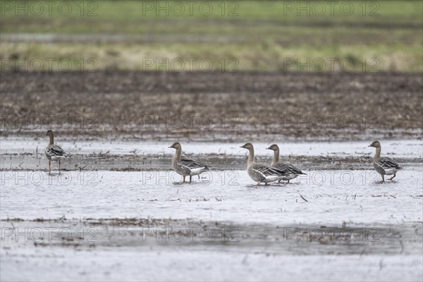 Bean Geese (Anser fabalis), Emsland, Lower Saxony, Germany, Europe