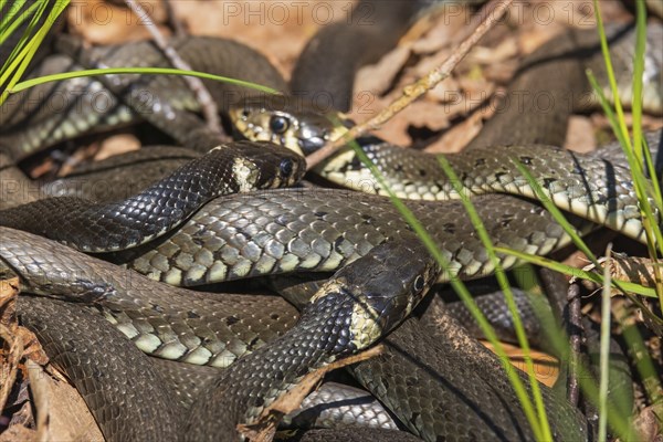 Group of Grass snakes (Natrix natrix) basking in the sun at springtime