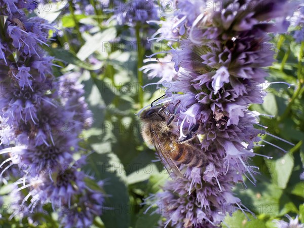 Flower impression, honey bee (Apis), sitting on anise hyssop (Agastache foeniculum)