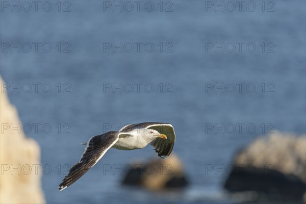 Great black-backed gull (Larus marinus) gliding along the cliffs of the Atlantic Ocean. Camaret,