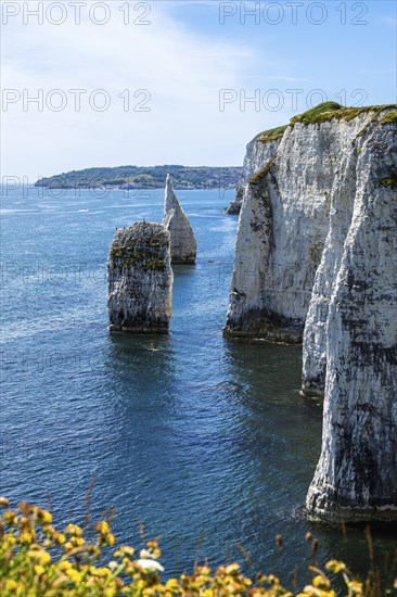 White Cliffs of Old Harry Rocks Jurassic Coast, Dorset Coast, Poole, England, United Kingdom,