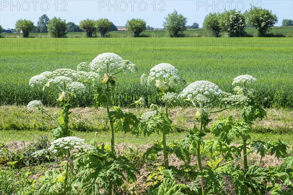 Flowering giant hogweed in the landscape, (Heracleum mantegazzianum) an invasive species that is