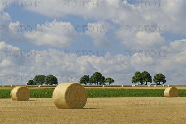 Grain field after harvest, stubble field with round straw bales, blue cloudy sky, North