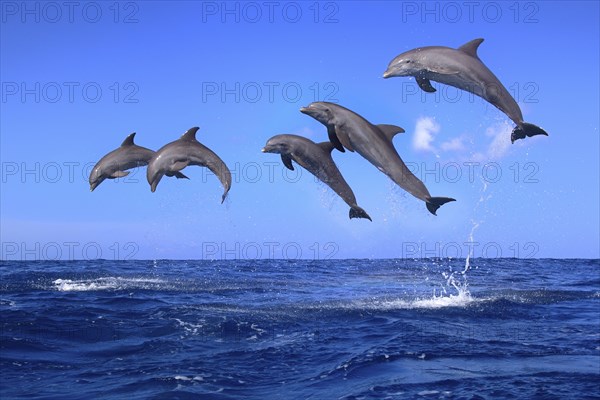 Dolphin, Bottlenose dolphin, Tursiops truncatus, adult, group, jumping, montage, digital