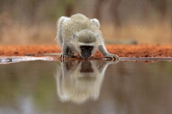 Vervet Monkey (Chlorocebus pygerythrus), adult, drinking, at the water, Kruger National Park,