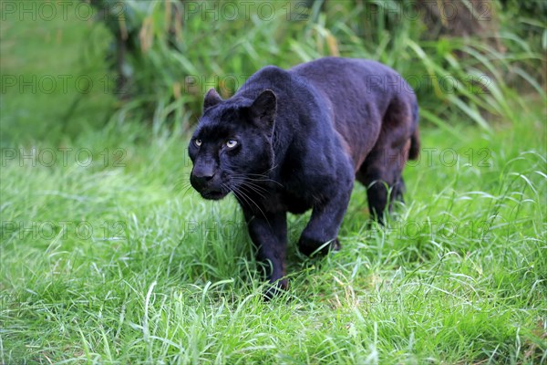 Leopard, Black panther (Panthera pardus), adult, stalking