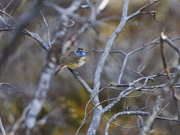 Red-spotted bluethroat (Luscinia svecica svecica) perched on branch, Finnmark, Norway, Europe