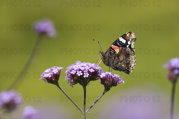 Red admiral butterfly (Vanessa atalanta) adult insect feeding on a purple garden Verbena flower,