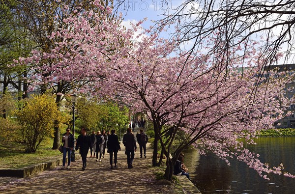Hamburg, Alster, Frühling, Prunus serrualta