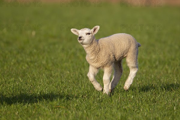 Domestic sheep (Ovis aries) juvenile baby lamb farm animal running in a grass field, England,