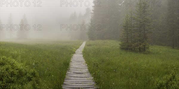 Hühnermoos on a cloudy day with fog, a high moor at Söllereck near Oberstdorf, Allgäu Alps, Allgäu,
