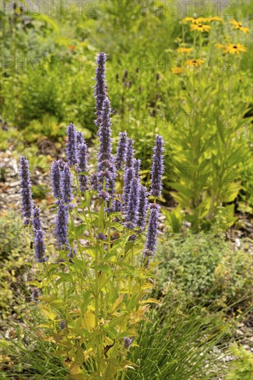 Scented nettle (Agastache), flower bed, Dülmen, Münsterland, North Rhine-Westphalia, Germany,
